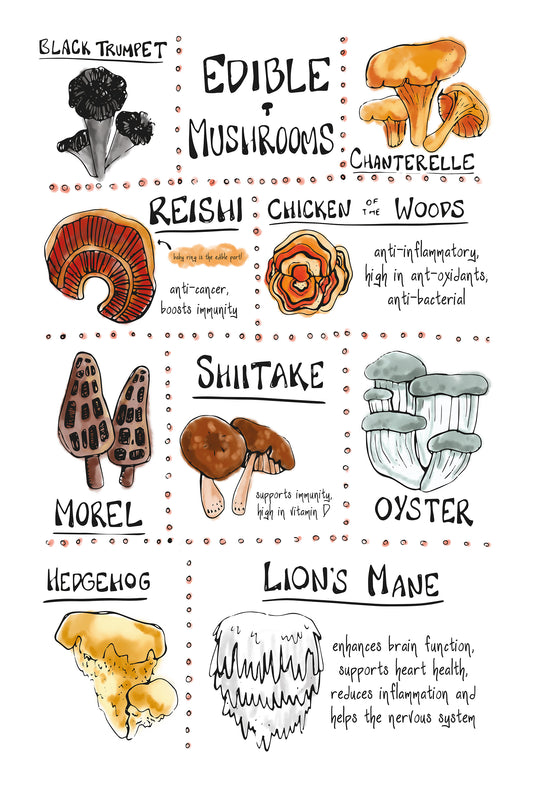 Edible Mushrooms- Herbal Chart Illustration